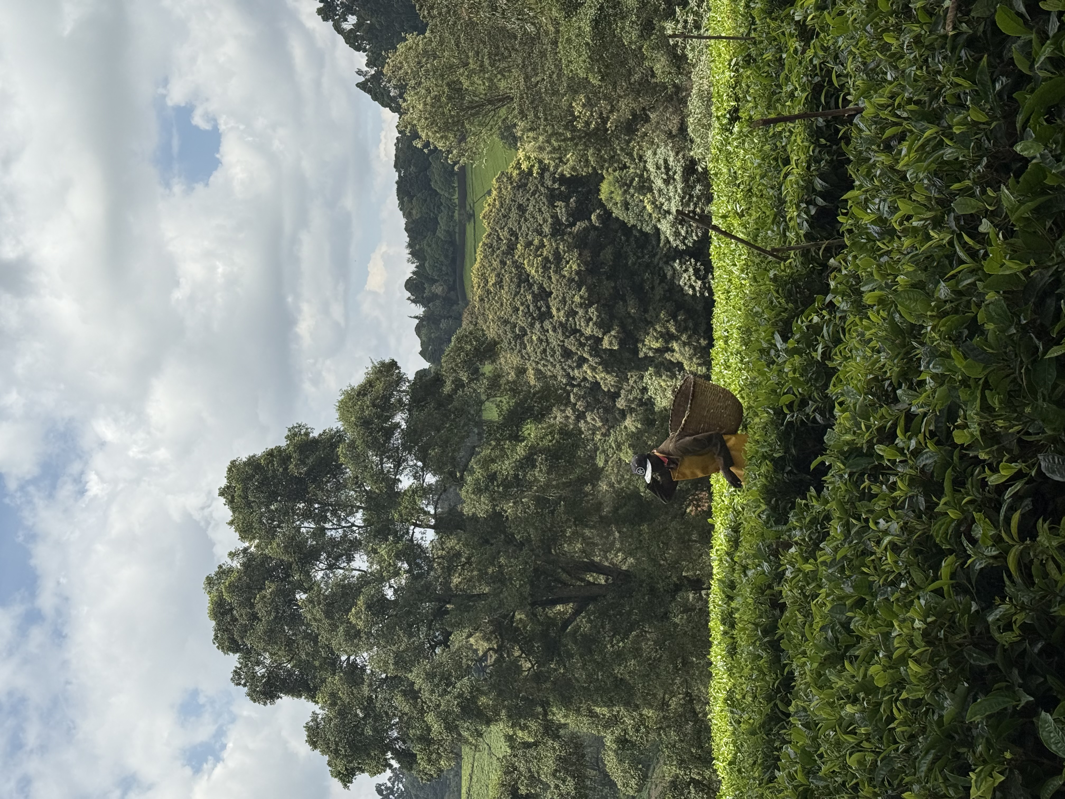 Tea picker working the fields on a Kenyan tea farm